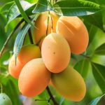 Mangoes