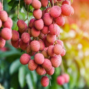 ১০০ টি লিচু