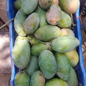 নাক ফজলি ১ কেজি